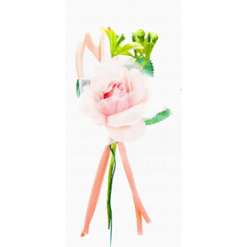 568452 Rosen weiß-rosa, 13 x 5,5 cm, VE: 12