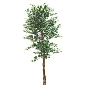 7810076 Ficus 160 cm, grün-weiss