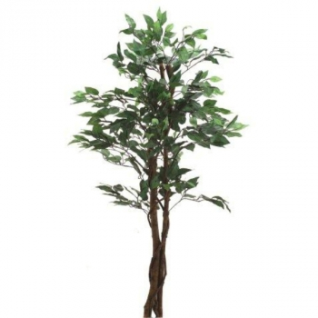 7810204 Ficus Benjamini 120 cm