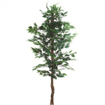 7812005 Ficus Benjamini 150 cm