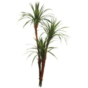 784243 Yuccapalme 160 cm. 3 Wedel
