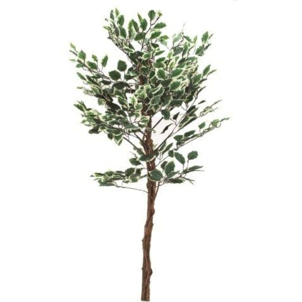 7810074 Ficus 120 cm, grün - weiss