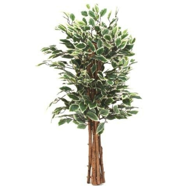 7810223 Ficus 100 cm, grün - weiss