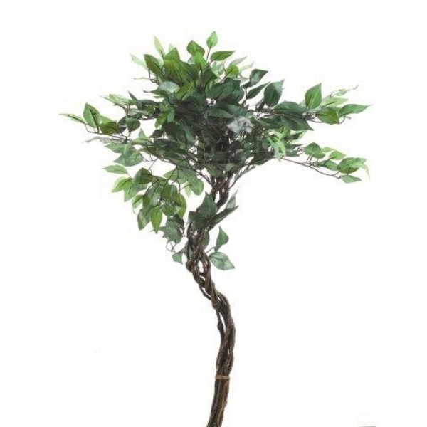 783010504 Ficus 95 cm, grün