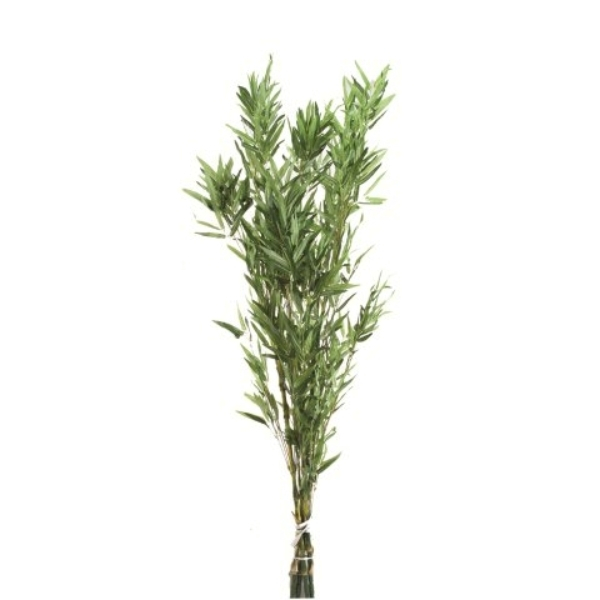785700 Bambusbaum 160 cm